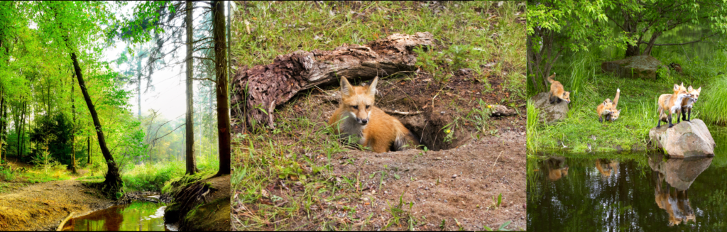 Images of a forest stream, a fox in a den, and a fox family frolicking at the water's edge